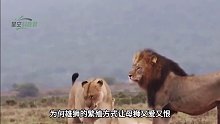 為何雄獅的繁殖方式，讓母獅又愛(ài)又恨，結(jié)束后母獅會(huì)反咬雄獅？