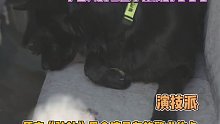 更有甚犬“上班死氣沉沉 下班活力四射”