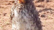 螞蟻包圍犀鳥