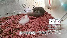 可愛小睡鼠~ 看點(diǎn)萌萌的寵物吧~【爬寵閣】