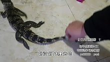 人鱷大戰(zhàn)？！閣主心慌慌！【爬寵閣】
