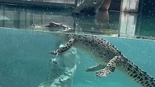 原来鳄鱼是怎么游泳的