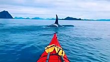 挪威看鲸鱼