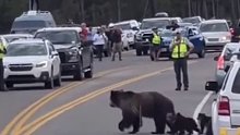人们纷纷停下车给熊妈妈一家让路