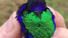 自然太神奇了，小鸟儿身上的羽毛比宝石还好漂亮