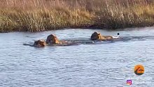 河马攻击过河的三头狮子