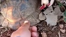 鸟妈妈捍卫自己的巢穴，选择和陆龟同归于尽