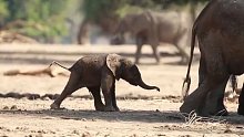 小象第一次走路！