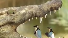 鳄鱼为什么任由鸟在嘴里啄食，却不将其吃掉？