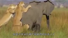 狮子被大象追到树上不敢下来，画面十分搞笑！