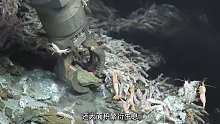 这虾生活在450度火山口，打捞都需专用工具，吃它会不会烫嘴？