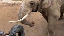 小游客的鞋不慎掉入象园，竟被大象捡起还了回来