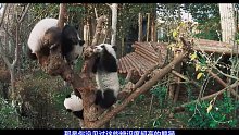 短胖炸毛，不擅爬树，花花为何能成为熊猫界顶流？ (2)