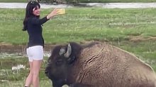 美国一女子在黄石公园贴近野牛自拍，摄影师：牛刺伤人就得被安乐死