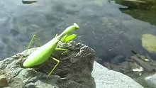 为什么螳螂会跳水自S？