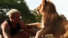 饲养员经常作弄年幼的小狮子，长大后故技重施没想到这次“大哥”认真了
