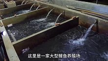 蒲烧鳗鱼的加工过程