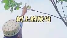 尚德鬼鬼祟祟瞄準(zhǔn)著樹(shù)枝上的小黑鳥(niǎo)，誰(shuí)料小黑鳥(niǎo)非常的傻，不會(huì)逃