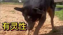 狗子引水給馬喝，太有靈性了