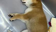 狗狗做噩夢害怕了