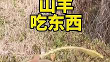 聰明的山羊吃東西