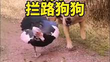 你再上前，信不信我咬你一口