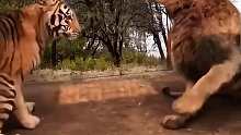 獅子不敵老虎