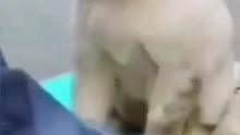 留了三年的毛發(fā)啊