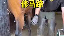 原來這就是馬場工作人員，每天的工作量啊