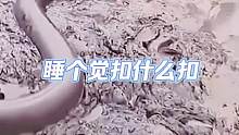 這辣條真大
