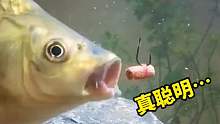 水下監(jiān)控魚(yú)咬鉤