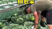 原來這就是國外收包菜的過程