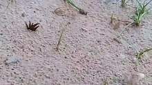 大水蚁，一般雨季的时候会到处寻找适合生存的地方 筑巢