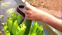 割香蕉的技术