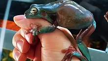 如果在家里养一只树蛙，是一种怎样的体验？