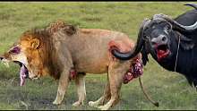 水牛如此强大和凶猛，狮子王无法保住它们的生命，攻击和折磨狮子