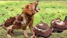 令人难以置信的景象!当非洲蜜蜂生气并攻击掠食性狮子