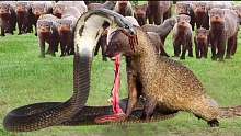 胜利或死亡，眼镜蛇吐出毒液试图杀死猫鼬，眼镜蛇史诗战役!