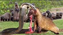 战斗或死亡，眼镜蛇吐毒液在攻击时试图杀死猫鼬，发生了什么事!