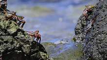 怕水的红石蟹
