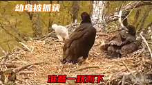 幼鸟被老鹰抓获，小鹰把它玩得死去活来，它准备一跃而下