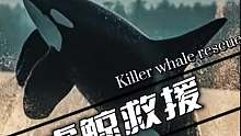关于虎鲸救援行动