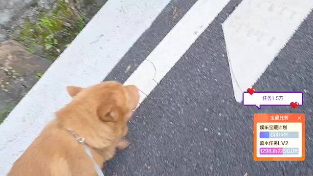 金豆踩屎臭味主播困惑