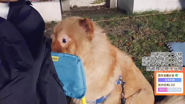 松獅犬行為映射主播熱度缺失