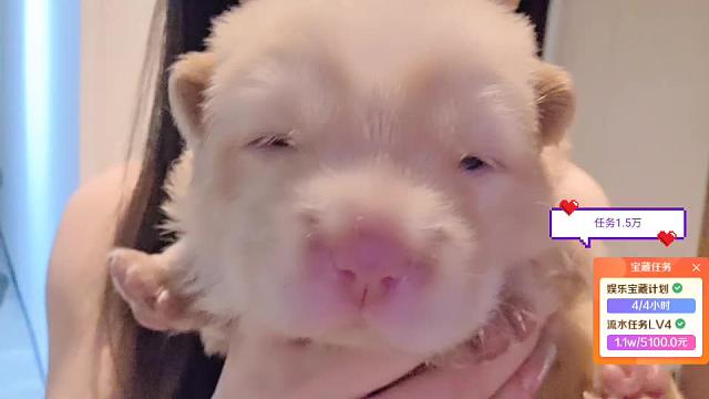 幼犬肥胖狀態(tài)引驚嘆