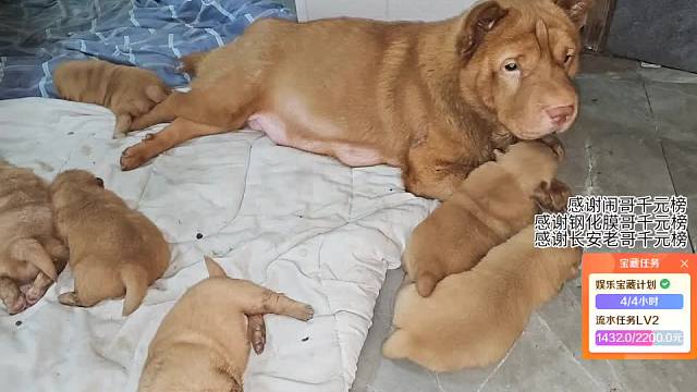 幼犬剛子眼神逗趣引笑聲