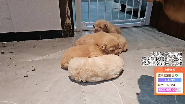哺乳狗吃雞腿伙食豐盛