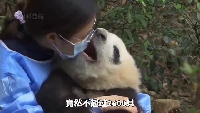 国宝大熊猫，为何这么少？全球仅存不到2600只