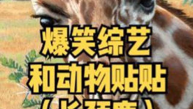 日本最危险的综艺，也是最爆笑的综艺，嘉宾扮演动物去触碰危险野兽。#综艺 #日本综艺