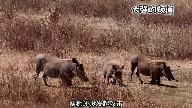 狮子偷袭疣猪 狮子偷袭跪着吃饭的疣猪#野生动物零距离 #动物世界的战斗 #动物的迷惑行为